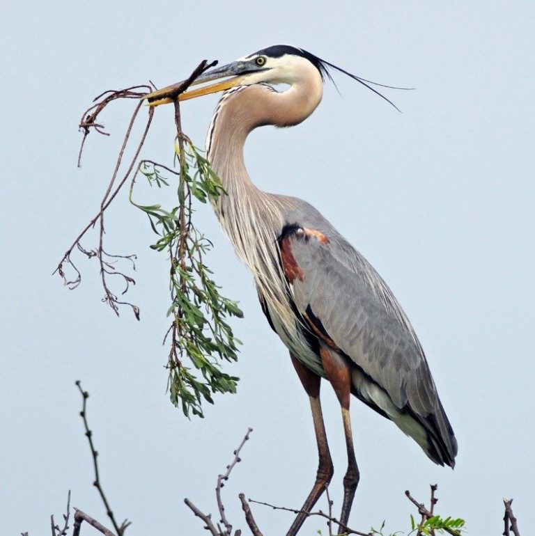 Around the Bend: News and Updates – Coastal Bend Bays & Estuaries Program